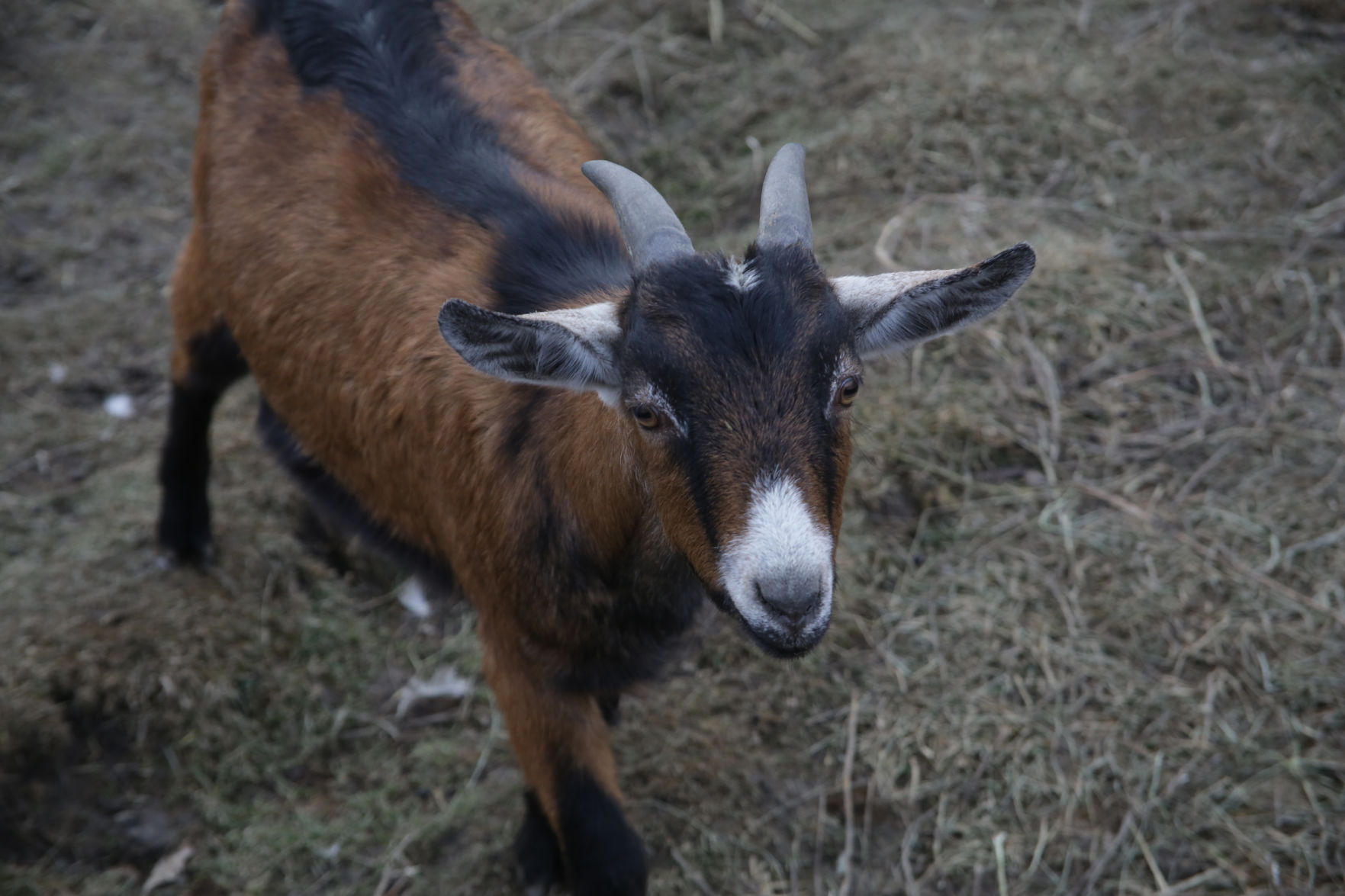 Erin's Farm animal sanctuary